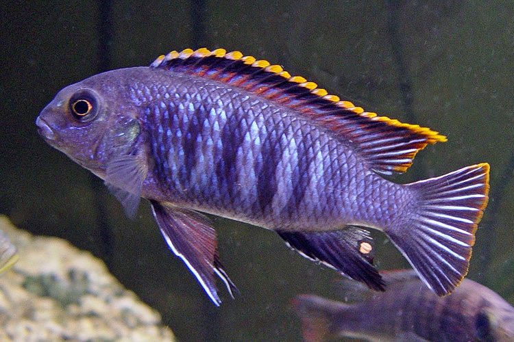 Tropheops sp. 'chilumba'